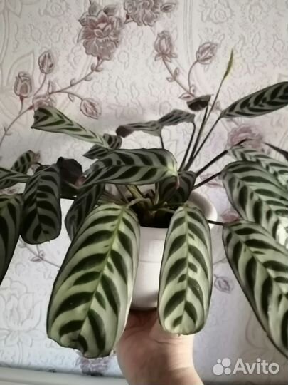 Марантовые