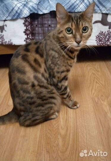 Бенгальский кот