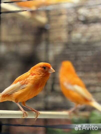 Кенарь и канарейка