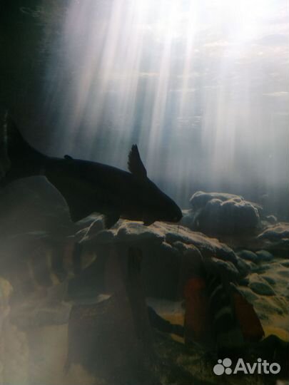 Аквариумные рыбки