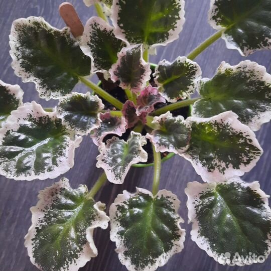 Сортовые фиалки пестролистные