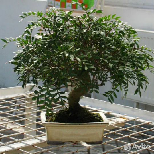 Семена экзотических комнатных растений