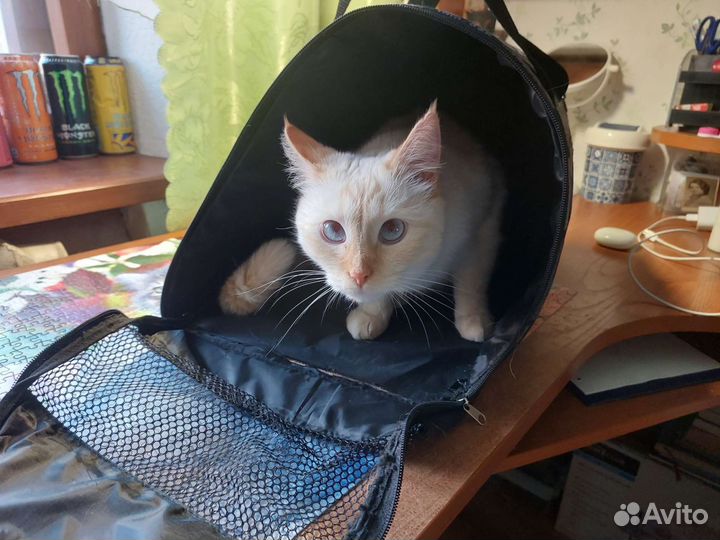 Переноска для кошек бу