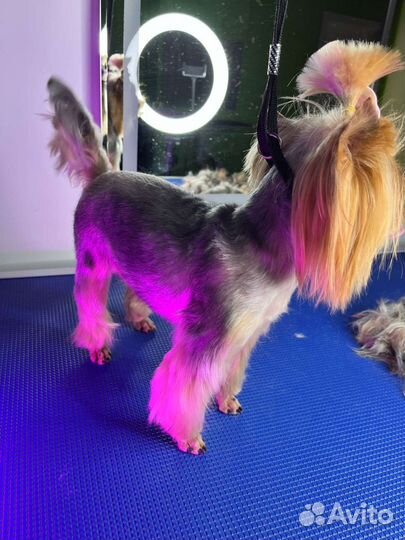 Искупать, постричь, вычесать, услуги ветеринара