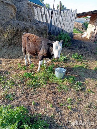 Телята бычек и телка