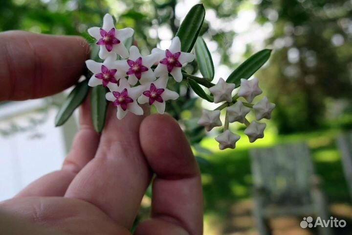 Хойя Энглериана