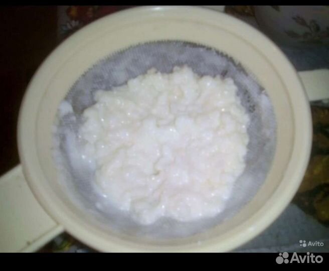 Тибетский молочный гриб