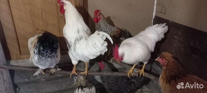 Петухи