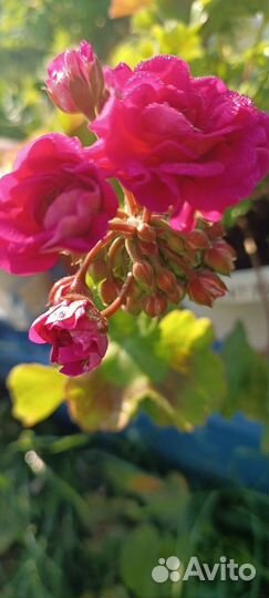 Пеларгонии сортовые