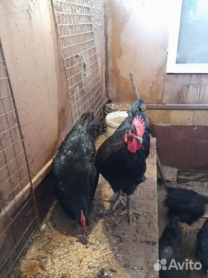 Петух Джерсийский Гигант 1 год