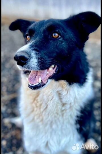 Собака в добрые руки