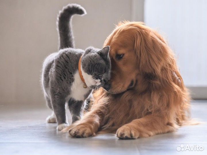 Выгул собак, передержка кошек