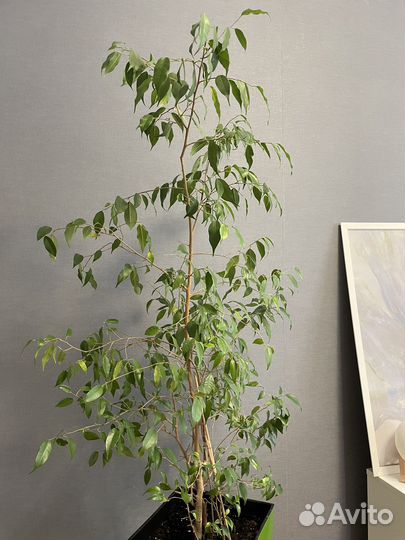 Фикус Бенджамина