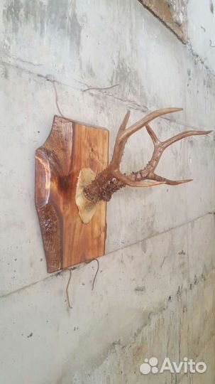 Продам рога косули на красивом срезе