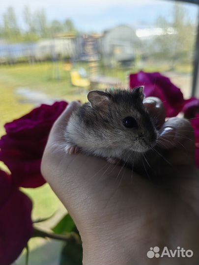 Джунгарский хомяк