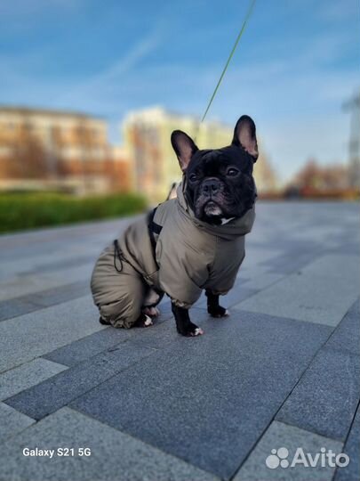 Зимний комбинезон для собак средних пород