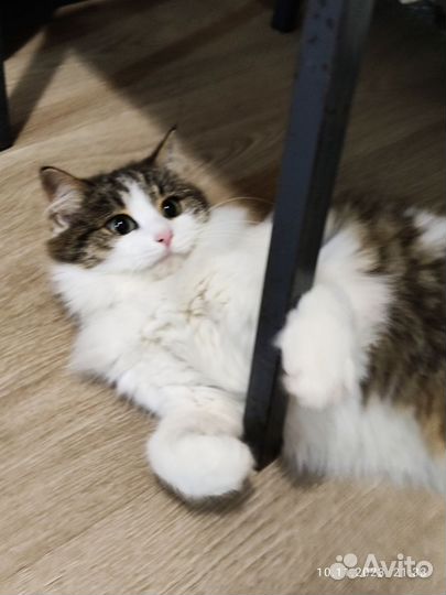 Кошка в добрые руки