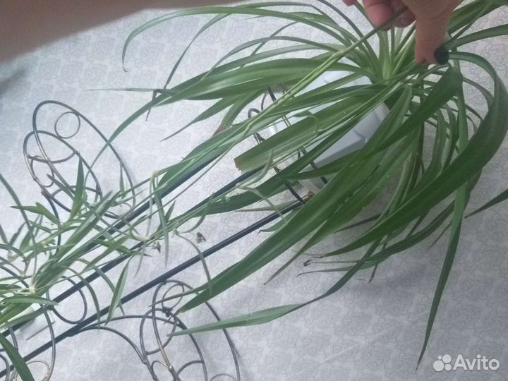 Хлорофитум