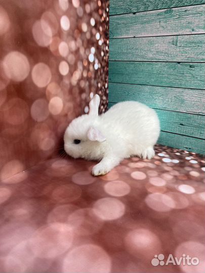 Мини крольчата