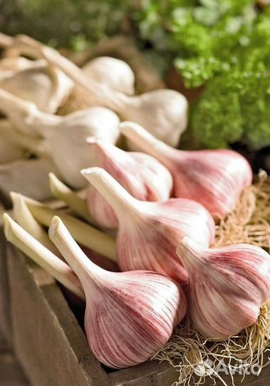 Вкусный чеснок