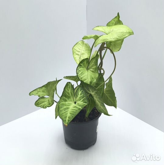 Комнатные цветы Сингониум