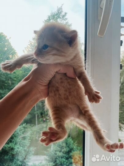 Котята от красивой мамы кошки