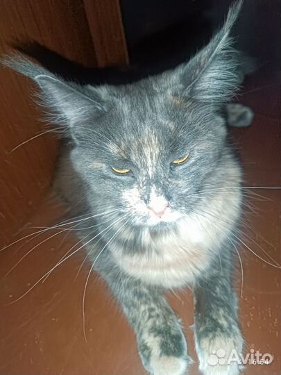 Кошка Мей-кун