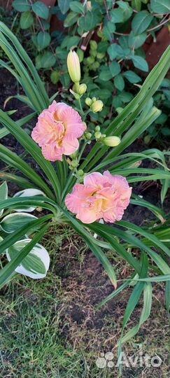 Лилейники, гортензии, хосты, эхинацеи, герань