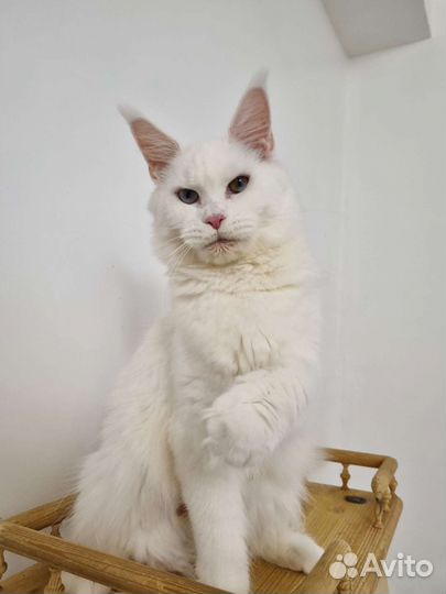 Мейн-куны с документами