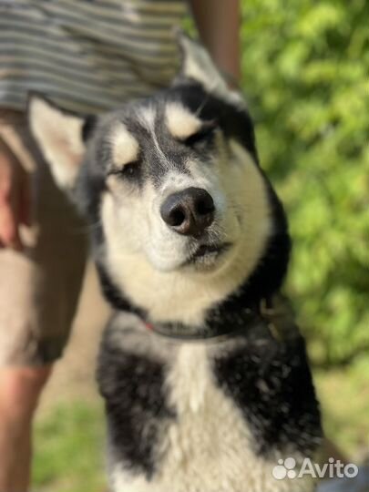 Сибирский хаски вязка