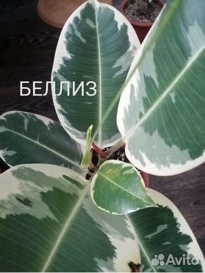 Фикус Беллиз