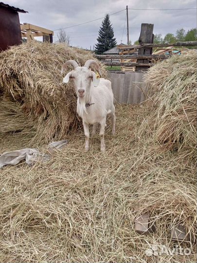 Нубийские Козы