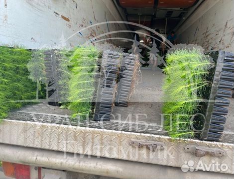 Зкс Сосна сеянцы Ели Лиственницы окс Голуб Горная