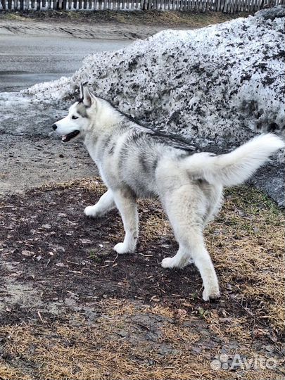 Сибирский хаски