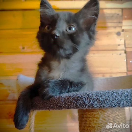 Котенок в добрые руки