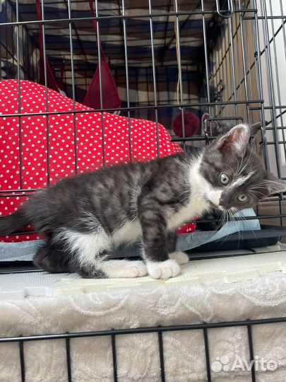 Котята в добрые руки мальчик