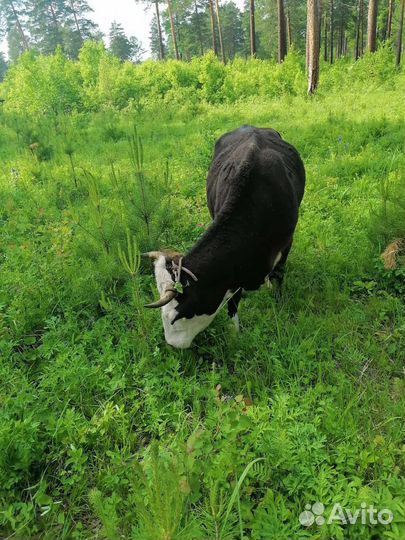 Корова телка