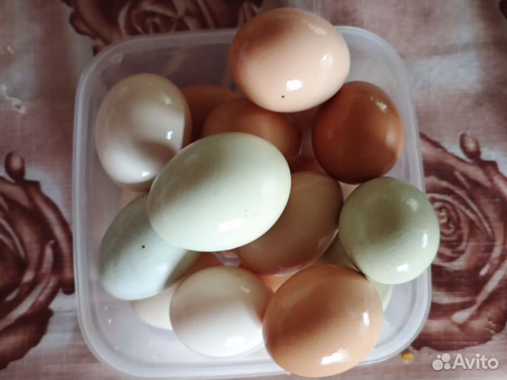 Домашние куриные яйца