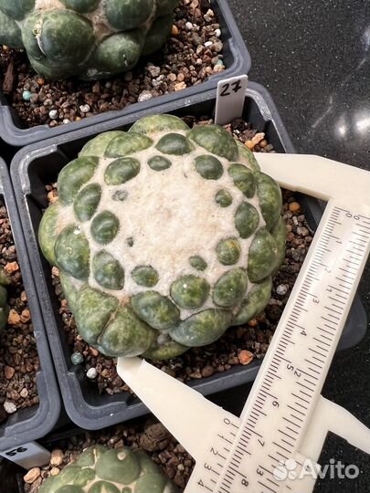 Кактус Coryphantha elephantidens