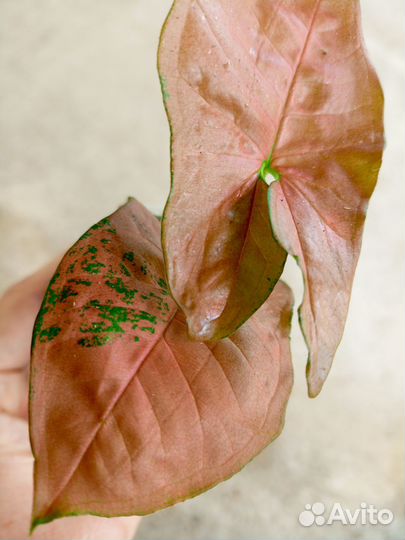 Сингониум Orm Nak Green