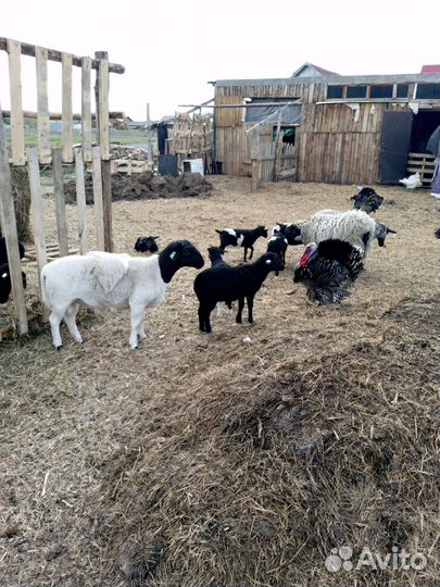 Ягнята баранчики