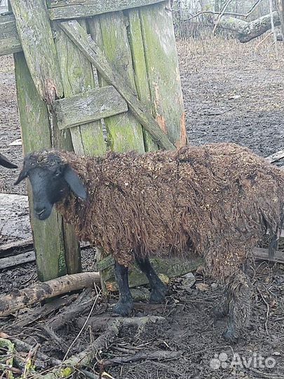 Чешский козёл и козочка, овцы