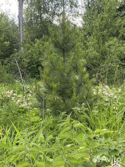 Саженцы сибирского кедра