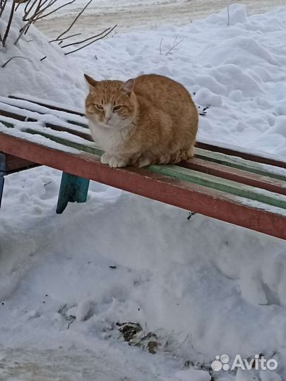 Котики бесплатно в добрые руки