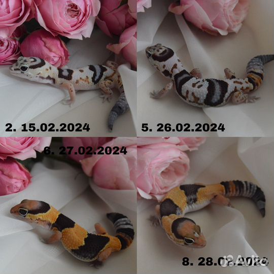 Гемитекониксы