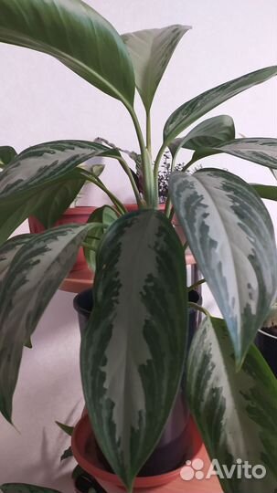 Аглаонема сильвер бей