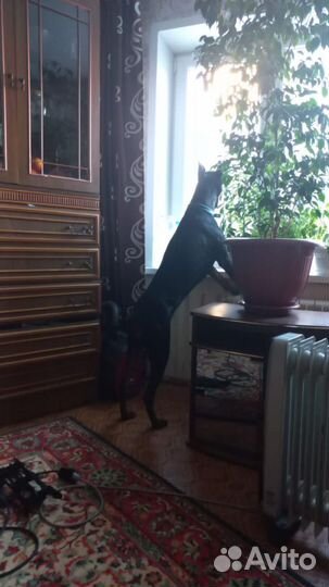 Доберман вязка