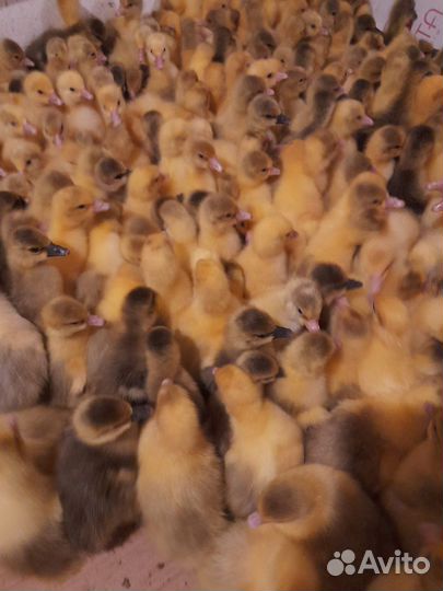 Утки - муларды