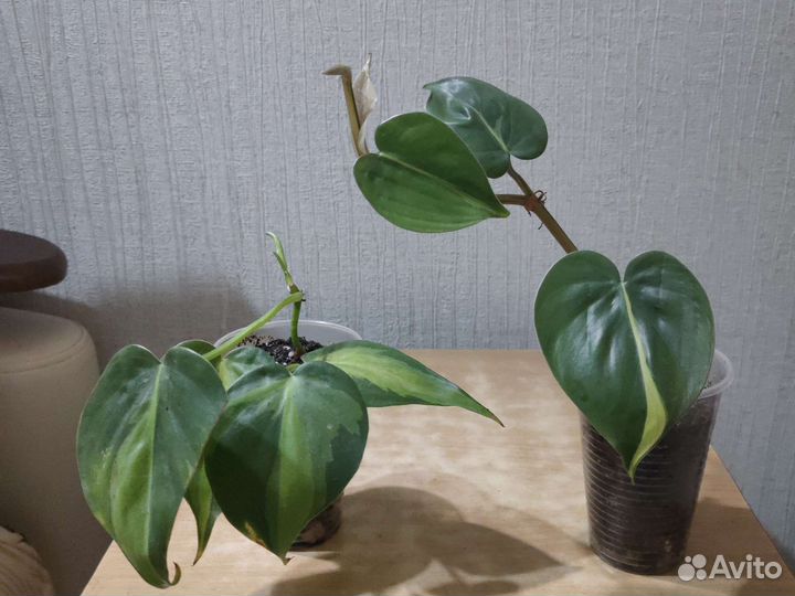 Филодендрон Сканденс Бразил