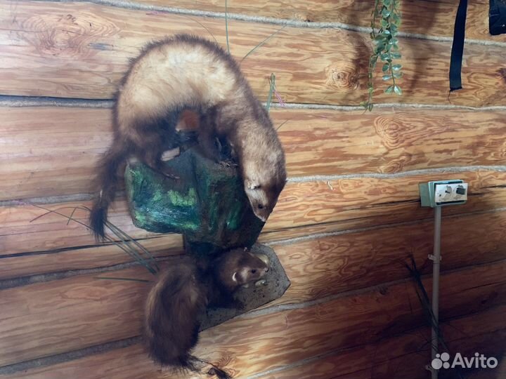 Чучело куницы